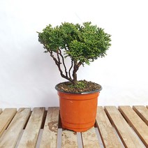 진산회 청짜보 원형 포트 소품 미니 편백 분재 나무 화분, 1개