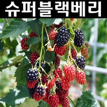 슈퍼블랙베리(v7) 삽목1년(뿌리) 5개/나무 묘목/과실수/유실수