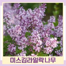 라일락나무 묘목 미스김라일락 4치포트 5개