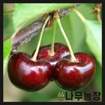 (나무농장) 자가수정체리 콜트대목 이중접목1년 ( 버건디펄 )