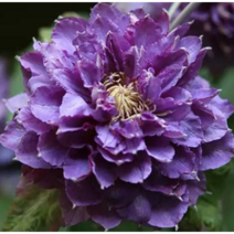 클레마티스 신시교쿠 [1포트] (복남이네 야생화 으아리 덩굴 clematis 퍼플)