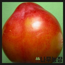 (나무농장) 자두나무 추휘 결실주 분