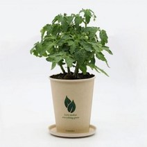 화분 재배 키트 에코컵 가든 꽃집사 식물 키우기 스위트 바질 방울토마토 봉선화 패랭이꽃, 해바라기