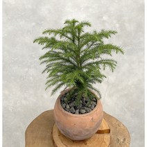 아라우카리아 아레우카리아 크리스마스트리 키우기 쉬운 멋스런 실내 화초 식물 카페 인테리어 공기정화, 시멘트색 빈티지 라운드 화분+받침+마감재+분갈이