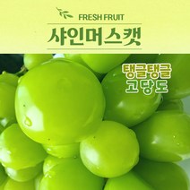 파라이즈 당도보장 국내산 프리미엄 샤인머스켓 2kg 4kg 과일선물세트, 2kg 4송이