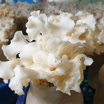 국내산 무농약 최상급 꽃송이버섯 1kg, 1개