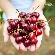 [식탐대첩] 칠레 생 체리 500g (9.5row), 상세 설명 참조