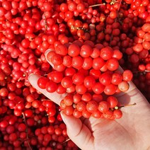 2022년 문경 오미자 오미자당절임10kg, 생오미자(냉동) 10kg