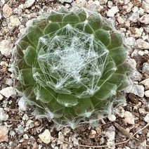 [올식스] 거미줄바위솔 노지월동 석부작재료 야생화 다육식물 플랜테리어 반려식물 공기정화식물 개업화분