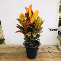 청년농부 크로톤 색감이쁜식물 인테리어식물, 1개