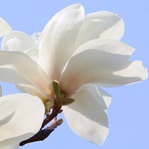 [충북농원] 백목련 목련나무 묘목 - 접목2년생특묘, 단품