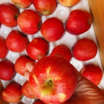 청송꿀사과 9kg(40-42과)소과/햇부사 미시마, 아삭아삭 청송꿀사과 5kg(24-28