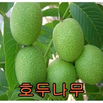 호두 나무 실생2년묘 1그루 묘목 꽃나무 과일나무 과실수 꽃나무
