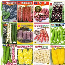 옥수수 콩 씨앗 완두 서리태 백태 작두콩 강낭콩 초당 찰옥수수 종자 텃밭 모음세트, 6.백초당옥수수 100립
