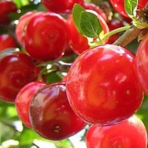 앵두나무 묘목 점보앵두 대과종 접목1년 뿌리묘 1개