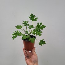 모기퇴치 구문초 로즈제라늄 소품 15~25cm 32