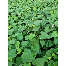 어성초 국내재배 동남아시아야채 향신료 야채, 어성초 500g