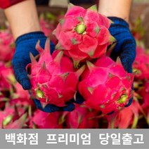 [특등급선별] 용과 4kg 선물 과일 열대과일 과일추천 맛있는과일 용과 용과먹는법 레드용과 적용과 붉은용과 건조용과 용과선물세트