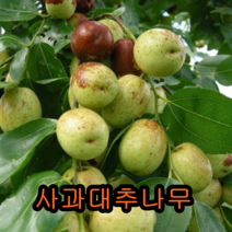 사과대추나무 가격 검색결과