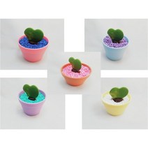 하트 선인장 컬러화분 만들기 5인용, 단품
