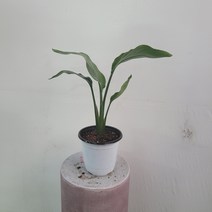 여인초 극락조 작은중형 중품 30~50cm 49