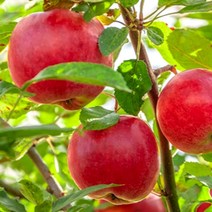 인피솔 사과 햇사과 청송사과 고당도 부사 꿀사과 산지직송 가정용 주스용 선물용, F. 5kg (13과~14과) 대과 선물용, 1개