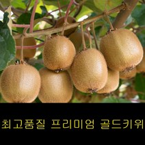 고씨네 특급 골드키위 2kg 레드키위 제주키위 참다래 키위