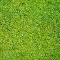 정원 골프장 운동장 축구장 산소 잔디 씨앗 종자 30g, 본상품선택