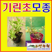 (D소망)야생화 섬기린초 기린초모종(포트)15개(선택)