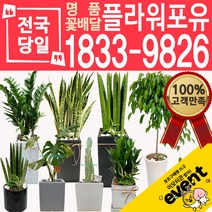 개업화분 인테리어식물 배송 떡갈나무 대엽홍콩 뱅갈고무나무 관음죽 알로카시아 소철 극락조 만냥금 무늬벤자민 파키라 당일, (선택81)크루시아