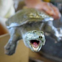 식용자라1kg 자라탕용 용봉탕 자라 자라고기 민물고기백화점, 자라 1마리(즉석손질)