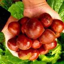 2022년 햇밤 청양 칠갑산 조생종밤 대 (2kg)