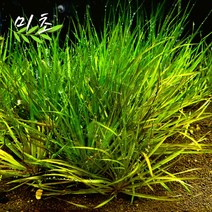 [미초] 블릭사 롱리프 수초 1뿌리 / 유경 수초 / 레이아웃 / 어항 수초