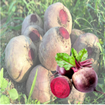 레드비트효능 제주산 레드비트즙 엑기스 고당도, 50포