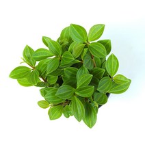 꽃들이네 실내공기정화식물 수경재배 아레카야자 금전수 틸란드시아 유칼립투스 몬스테라 떡갈고무나무 여인초 극락조 율마 화초 스킨답서스 올리브나무 뱅갈고무나무 남천나무 해피트리 거실화분 파키라 커피나무 수경재배식물 수경식물 공기정화식물 미세먼지정화식물 로즈마리 허브, 1-21 홀리아 페페/홀리페페