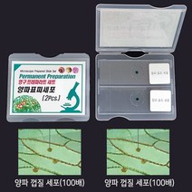 양파표피세포 프레파라트 (2개 1조)