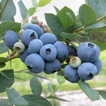 블루베리(뉴하노버)7치화분(결실주)/묘목/dd2137