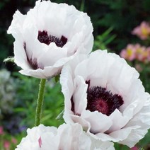 뿌리] 꽃양귀비(숙근)-스노우구스 : 10cm분 Q1606