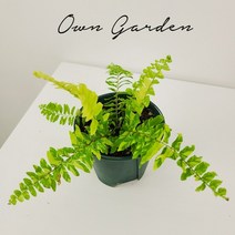 (오운정원)무늬보스턴고사리 무늬 식테크 양치식물