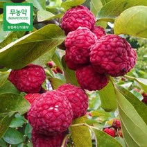 꾸지뽕 열매 1박스(10kg) 냉동 구찌뽕 구지뽕 친환경 무농약 국산 덕진마을농장, 10kg, 1개