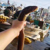 당일종업 산지직송 새벽 바다에서 잡은 자연산 바다장어 1kg 대 3-4마리(손질 후 750g내외)소스 3종 증정, 1팩, 중 1kg 5-6마리(손질후700g내외)
