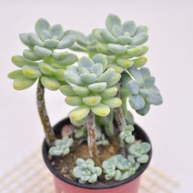 라울 다육 파릇파릇 다육식물 랜덤93-20, 단품, 1개