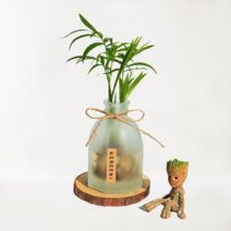 [GREENI] 미니 테이블야자 수경재배 세트 키우기쉬운 애완 반려 음지 식물 선물, 프리미엄(미니야자+투명유리병+영양제+코스터)