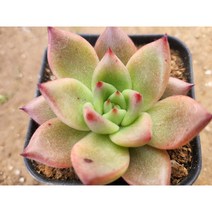 정화다육 다육식물 솜니엄