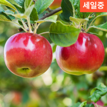 산지배송 최고급 꿀맛 새콤달콤 B급 열과 명절 큰사과 싸게파는곳 5키로 10KG, 상품, 10kg 중 (29-38과내외)