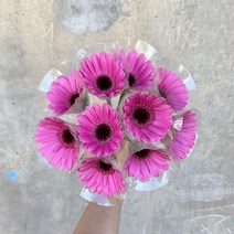 (로라네팜) 거베라 생화택배 농장직송, 미니거베라진핑크