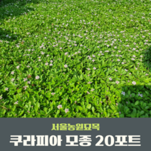 서울농원묘목/쿠라피아 모종 잔디 꽃잔디 40포트/ 20포트정원가꾸기 정원꾸미기 전원주택 가드닝, 쿠라피아 1/2판 20포트묘