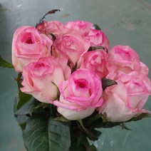 장미 - 슈가밤 / 고속터미널꽃시장 꽃도매 서리풀플라워