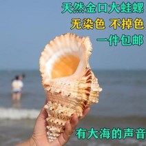 철갑상어키우기 구피암컷 베타암컷 금구개구리소라 자개돌호나사호각어항조경천연가옥진창장식, 01 미니 개구리 67센티