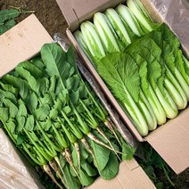 포천 싱싱팜 얼갈이 어린 열무 반반, 열무 4kg 얼갈이 4kg